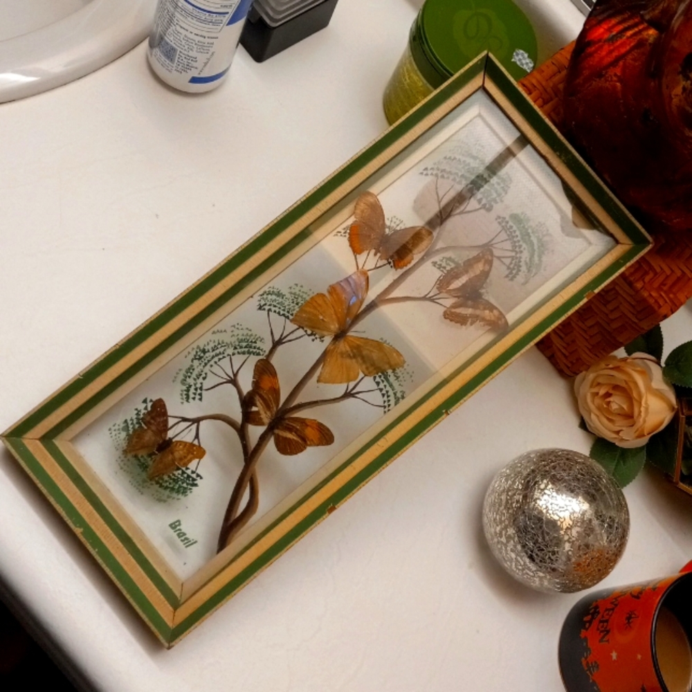 Brazil real butterflies